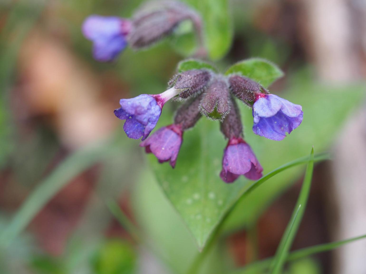 Lungwort, [Refined]
